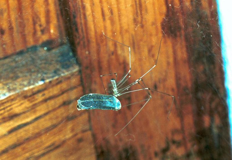 Pholcus_phalangioides_F2174_Z_77_Les Gris_Frankrijk.jpg